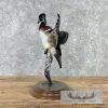 Wood Duck Taxidermy Bird Mount For Sale - Image 3