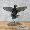 Wood Duck Taxidermy Bird Mount For Sale - Image 4