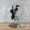 Wood Duck Taxidermy Bird Mount For Sale - Image 5