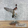 Wood Duck Taxidermy Bird Mount For Sale - Image 7