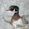 Wood Duck Taxidermy Bird Mount For Sale - Image 6