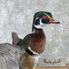 Wood Duck Taxidermy Bird Mount For Sale - Image 8