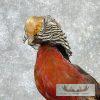 Red Golden Pheasant Taxidermy Bird Mount For Sale - Image 2
