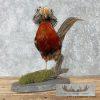 Red Golden Pheasant Taxidermy Bird Mount For Sale - Image 3