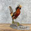 Red Golden Pheasant Taxidermy Bird Mount For Sale - Image 4