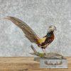 Red Golden Pheasant Taxidermy Bird Mount For Sale - Image 5