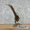 Red Golden Pheasant Taxidermy Bird Mount For Sale - Image 8