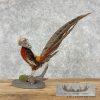 Red Golden Pheasant Taxidermy Bird Mount For Sale - Image 7