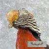 Red Golden Pheasant Taxidermy Bird Mount For Sale - Image 6