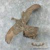 Greater Sage Grouse Taxidermy Bird Mount For Sale - Image 3