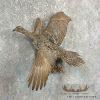 Greater Sage Grouse Taxidermy Bird Mount For Sale - Image 4
