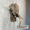 Greater Sage Grouse Taxidermy Bird Mount For Sale - Image 5