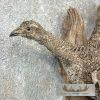 Greater Sage Grouse Taxidermy Bird Mount For Sale - Image 6