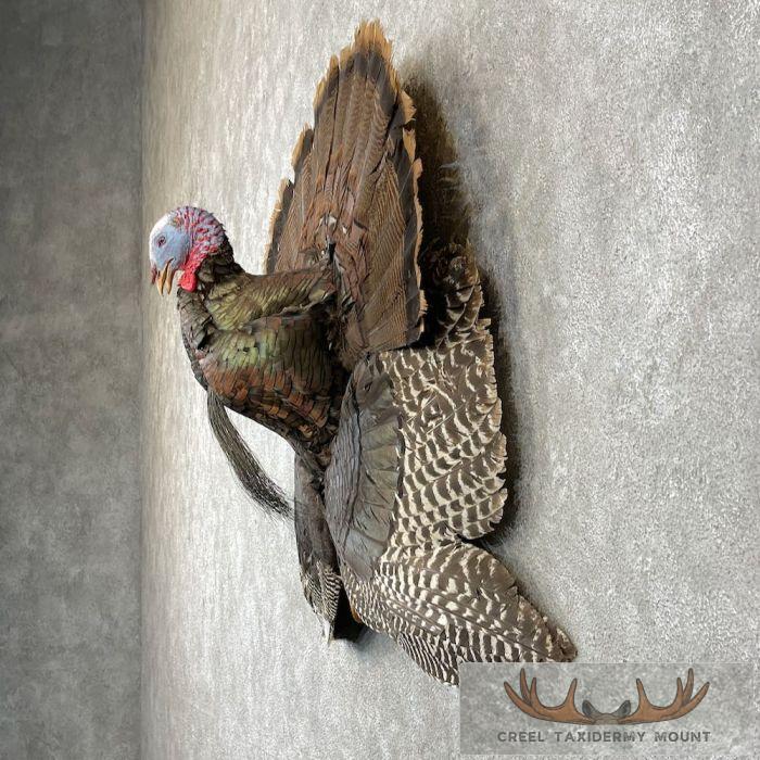 Turkey Rug Mount Eastern Wild Turkey Half-Life-Siz For Sale | Creel Taxidermy