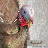 Eastern Wild Turkey Half-Life-Size Taxidermy Mount For Sale - Image 6