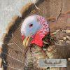 Eastern Wild Turkey Half-Life-Size Taxidermy Mount For Sale - Image 7