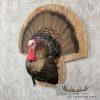 Eastern Wild Turkey Half-Life-Size Taxidermy Mount For Sale - Image 4
