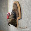 Eastern Wild Turkey Half-Life-Size Taxidermy Mount For Sale - Image 2