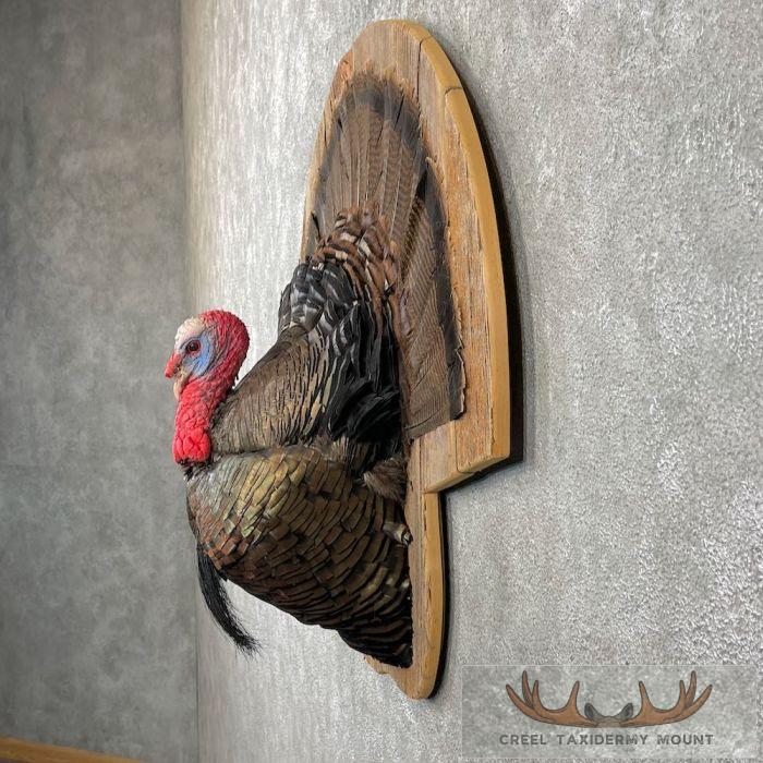 Turkey Rug Mount Eastern Wild Turkey Half-Life-Siz For Sale | Creel Taxidermy
