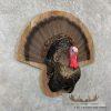 Eastern Wild Turkey Half-Life-Size Taxidermy Mount For Sale - Image 3