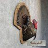 Eastern Wild Turkey Half-Life-Size Taxidermy Mount For Sale - Image 5
