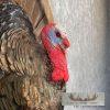 Eastern Wild Turkey Half-Life-Size Taxidermy Mount For Sale - Image 6