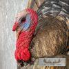 Eastern Wild Turkey Half-Life-Size Taxidermy Mount For Sale - Image 7