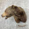 Grizzly Bear Taxidermy Shoulder Mount For Sale - Image 5