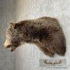 Grizzly Bear Taxidermy Shoulder Mount For Sale - Image 6