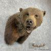 Grizzly Bear Taxidermy Shoulder Mount For Sale - Image 4