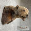 Grizzly Bear Taxidermy Shoulder Mount For Sale - Image 8