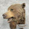 Grizzly Bear Taxidermy Shoulder Mount For Sale - Image 2