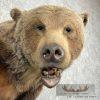 Grizzly Bear Taxidermy Shoulder Mount For Sale - Image 3