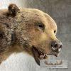Grizzly Bear Taxidermy Shoulder Mount For Sale - Image 7