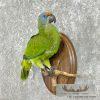 Green Parrot Taxidermy Bird Mount For Sale - Image 3