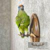 Green Parrot Taxidermy Bird Mount For Sale - Image 2