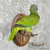 Green Parrot Taxidermy Bird Mount For Sale - Image 5