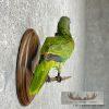 Green Parrot Taxidermy Bird Mount For Sale - Image 4