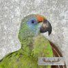 Green Parrot Taxidermy Bird Mount For Sale - Image 6