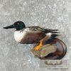 Northern Shoveler Taxidermy Duck Mount For Sale - Image 2