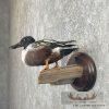 Northern Shoveler Taxidermy Duck Mount For Sale - Image 3