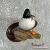 Northern Shoveler Taxidermy Duck Mount For Sale - Image 4