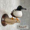 Northern Shoveler Taxidermy Duck Mount For Sale - Image 5