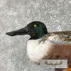 Northern Shoveler Taxidermy Duck Mount For Sale - Image 6