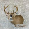 Whitetail Deer Taxidermy Shoulder Mount For Sale - Image 5