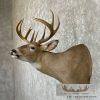 Whitetail Deer Taxidermy Shoulder Mount For Sale - Image 2