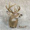 Whitetail Deer Taxidermy Shoulder Mount For Sale - Image 4