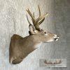 Whitetail Deer Taxidermy Shoulder Mount For Sale - Image 3