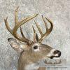 Whitetail Deer Taxidermy Shoulder Mount For Sale - Image 6