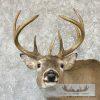 Whitetail Deer Taxidermy Shoulder Mount For Sale - Image 8